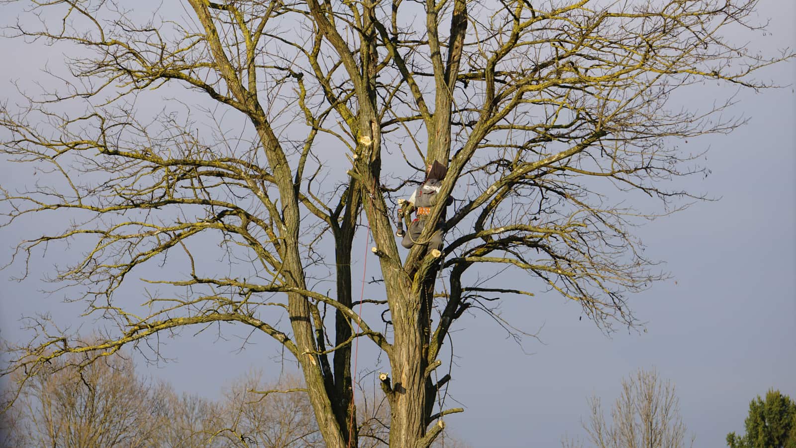 Commercial tree care services