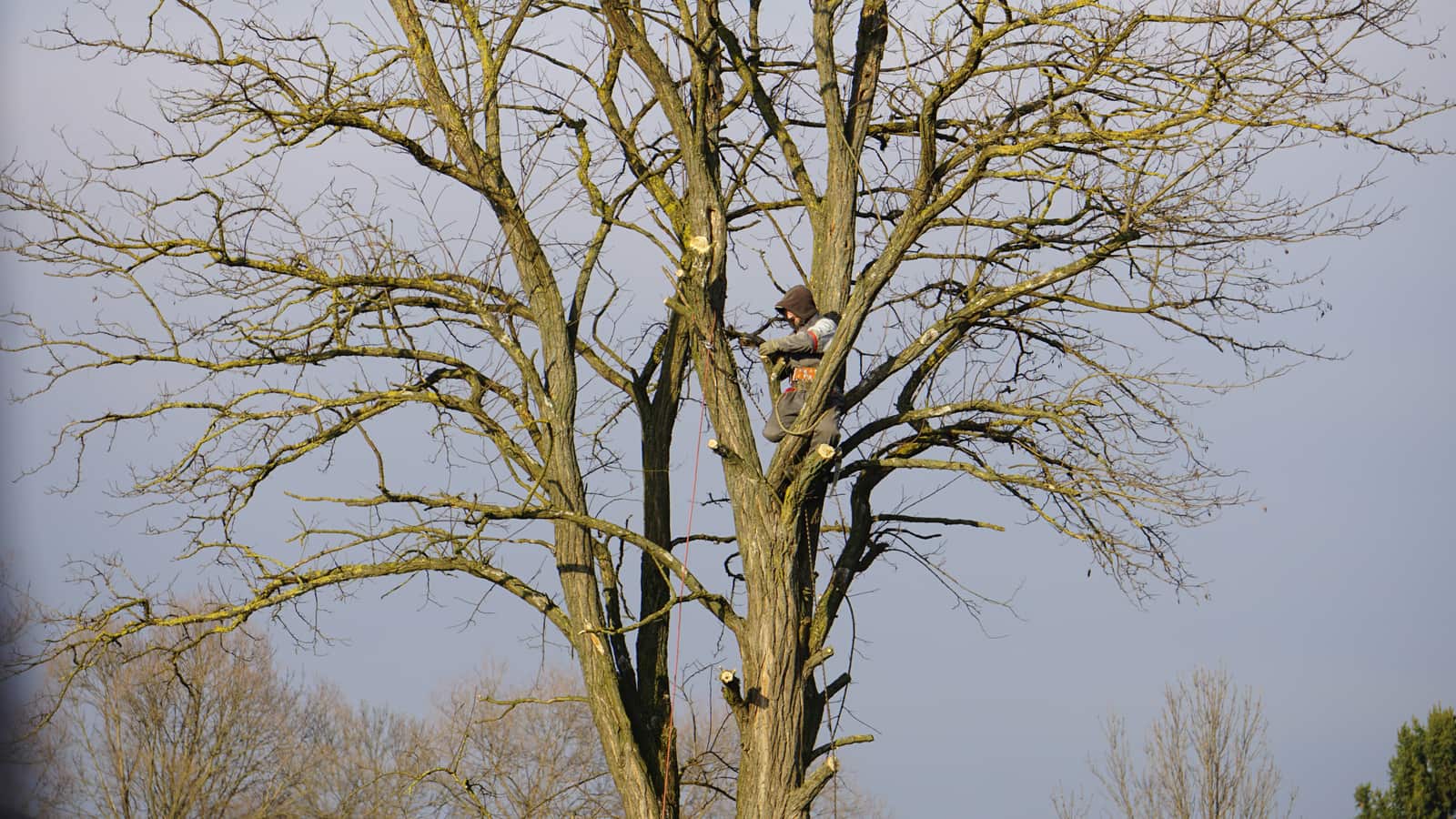 Tree trimming and pruning